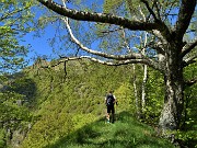 41 Splendida maestosa betulla